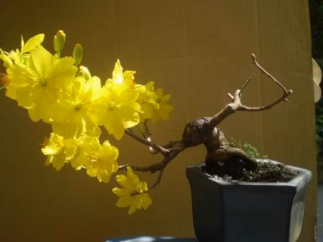 Loài mai thường mọc ở những vùng cát trắng, gần biển được gọi là mai động. Mai động có thân suôn thẳng, tròn, hoa trổ chi chít. Chúng phân bố rải rác ở các tỉnh miền Trung từ Quảng Bình, Quảng Trị trở vào miền nam, cho tới tận Đồng Nai và Tây Ninh. Ảnh: Giacngo.