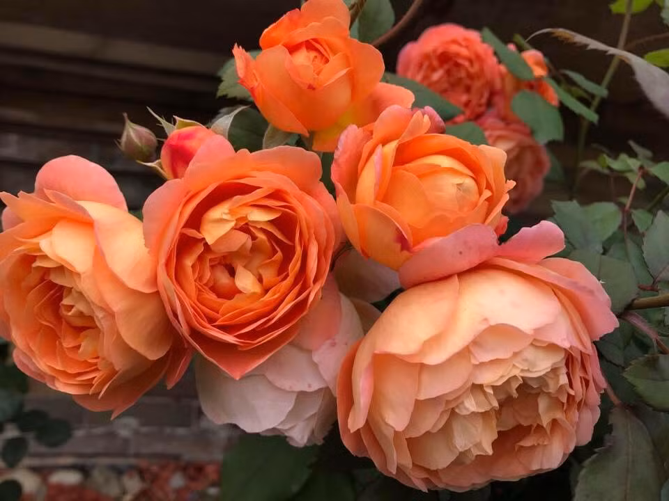 Ý tưởng là thế nhưng khi thực hiện, chị cũng gặp nhiều khó khăn. Chị phải nghĩ ra rất nhiều cách để trồng được nhiều nhất những loài hoa, loài cây mà mình yêu thích.