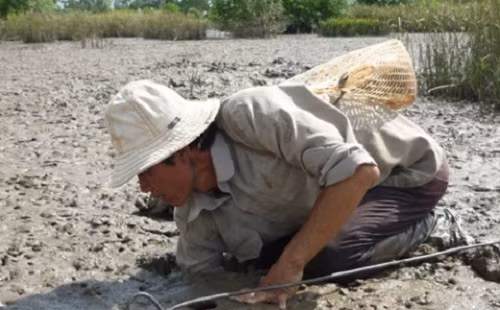 Không phải lúc nào trong hang cũng có cua. Nhiều người thọc tay vào thấy đau nhói, rút ra máu chảy đầm đìa. Ảnh: Xã luận.