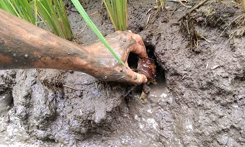 Dù vất vả nhưng mỗi ngày người dân có thể bắt được 5 - 7kg cua, kiếm vài trăm nghìn đồng nên ai cũng rất ham. Ảnh: Youtube.