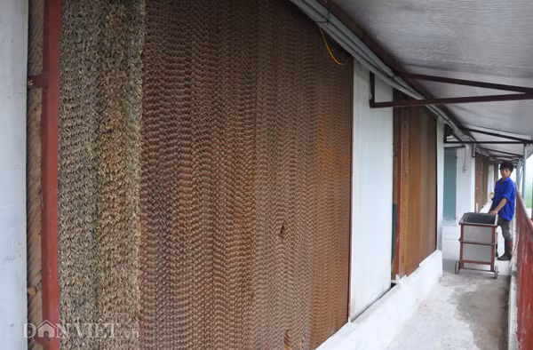 Với các trang trại chăn nuôi lợn quy mô lớn ở Hà Nội, phần lớn các chủ trang trại đã đầu tư trang bị tấm làm mát, làm chuồng lạnh công nghệ cao để chăm sóc đàn lợn.