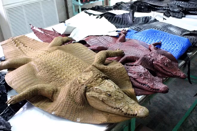 Trải qua nhiều công đoạn mới có được những tấm da đủ màu sắc. Ảnh: News VietNamNet.