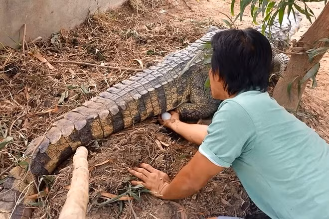 Người nuôi phải theo dõi chặt chẽ quá trình sinh sản của cá sấu để kịp thời thu hoạch trứng mang về lồng ấp. Ảnh: News VietNamNet.