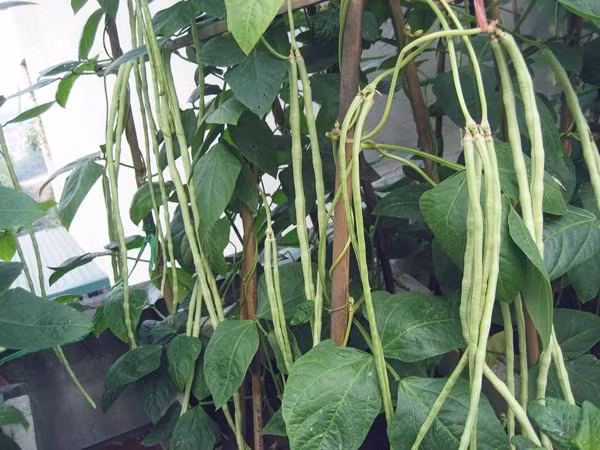 Khi cây đậu đũa cao khoảng 15 - 20 cm thì tiến hành làm giàn, cắm cọc cao từ 1,8 - 2m làm giàn kiểu chữ A hoặc chữ X. Ảnh: Vuontuongdanang.