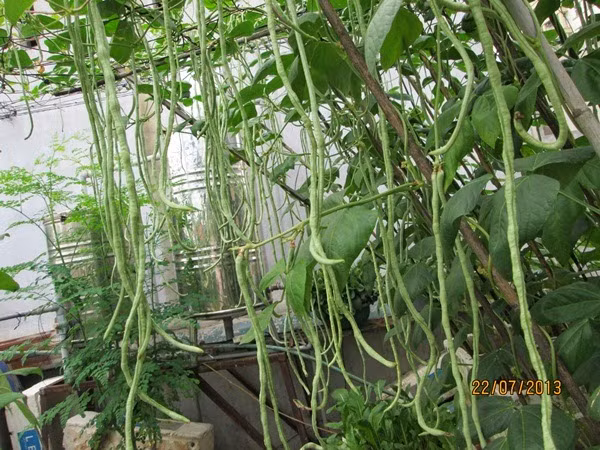Sau khoảng 50-60 ngày thì đậu đũa cho thu hoạch. Nên thu hoạch khi hạt còn nhỏ bởi nếu để hạt quá to quả sẽ bị già, ăn không ngon. Cây đậu đũa cho thu hoạch từ 4 - 5 đợt và kéo dài từ 30 - 40 ngày thu trong mỗi vụ trồng. Ảnh: Vuonrausach.