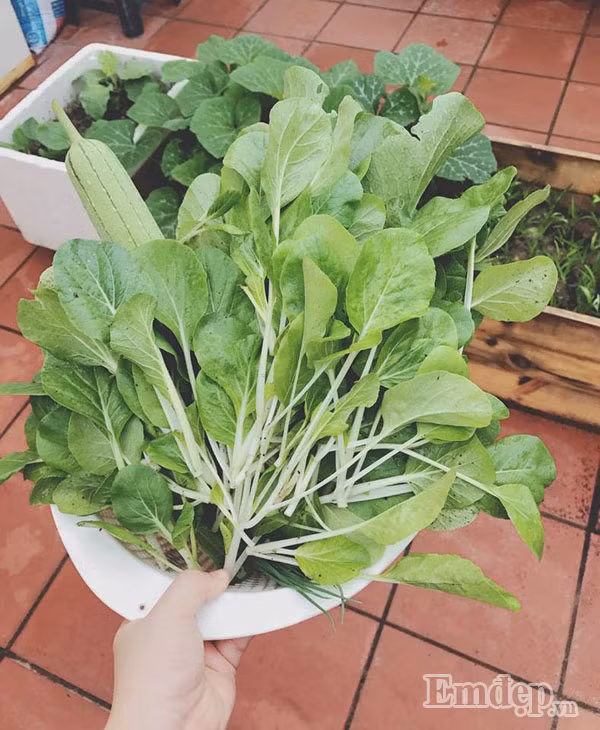  Rau cải ngọt và cải cay lá xanh tươi, mỡ màng.