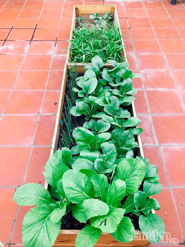 Bí quyết để có vườn rau xanh mướt của chị Ngọc chính là cách làm đất trồng cho từng loại cây. Ví dụ như dưa leo, mướp hương thì chị chọn đất thịt + chút trấu hun + phân trùn quế + chút xơ dừa. Còn với bầu, su hào, dưa leo, rau đay, bí siêu đọt, chị giữ tỉ lệ trên và loại bỏ trấu hun ra, thay bằng phân bò khô.