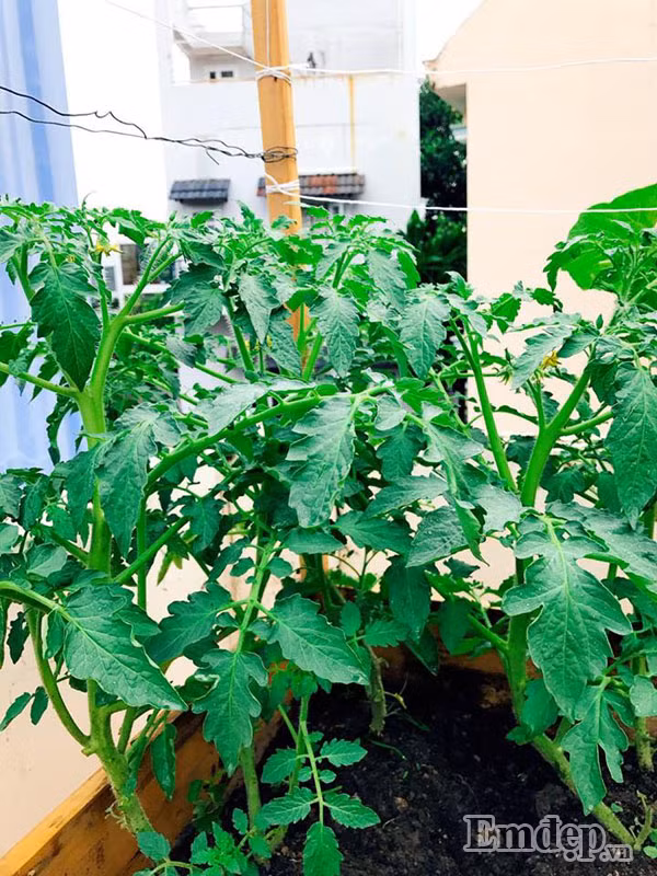Và đây là thùng gỗ chuyên trồng cà chua.