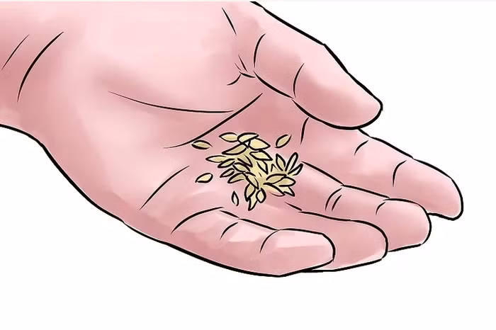  Trồng cây 1. Bạn nên trồng dưa chuột bằng hạt thay vì chiết cây vì rễ dưa chuột rất mỏng manh. Nếu muốn cây dưa chuột lớn nhanh hơn, bạn có thể chiết, ghép cây nhưng thao tác cực kỳ cẩn thận.