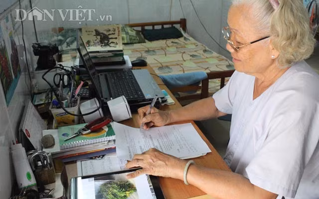 Cây giống khỏe mạnh phải sạch bệnh, đảm bảo sản lượng; lá dày, màu xanh đậm, vòi hoa phân nhiều nhánh, gốc trồng 3 năm nhưng chưa hề rụng lá, cánh hoa to dày màu sắc rực rỡ.