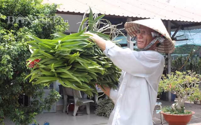 Cũng vì đặt ra những tiêu chí tuyển lựa khắt khe như vậy, chỉ thân cây, 1 cánh hoa vướng tý khuyết điểm là bà thẳng tay loại bỏ ngay lập tức. “Người làm cứ tiếc rẻ. Nhưng 1 cây giống cũng chỉ mấy ngàn đồng, không thể để 1 con sâu cũng làm rầu nồi canh. Những cây giống không đạt chuẩn, tôi phải tước hết lá để nó không có khả năng tái sinh”, bà Bé kiên định.