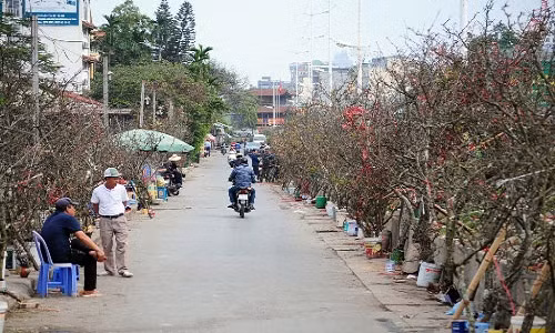Gần đây, dọc 2 bên đường vào chợ hoa Quảng Bá (Tây Hồ, Hà Nội) bày bán la liệt những cành cây xù xì, màu đen chẳng khác gì những cành củi khô.