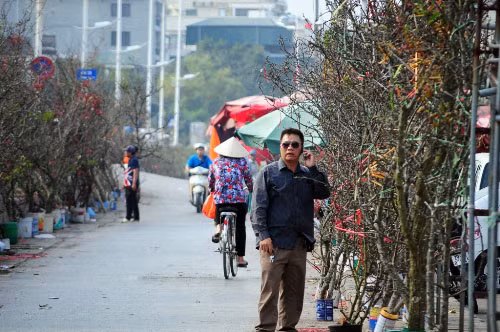 “Năm nay, tôi bán được cành lê kỷ lục giá 7 triệu. Cành lê rất to và tán đẹp. Tôi thuê ô tô chở về nhưng không vừa thùng nên phải buộc trên nóc xe”, thương lái này chia sẻ.