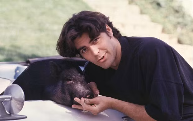 Ngôi sao điện ảnh George Clooney từng nuôi một chú lợn ỉn Việt Nam làm người bạn thân thiết trong nhà. Ảnh: Wild Facts.
