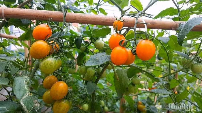 Chị trồng khá nhiều cà chua bi.