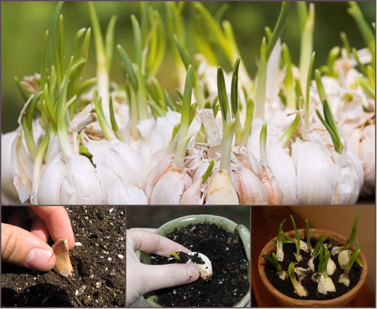Tỏi có thể trồng quanh năm nhưng tốt nhất là khoảng tháng 8. Nên chuẩn bị đất thịt pha cát, thoát nước tốt và trồng nơi có nhiều ánh sáng. Ảnh: Ongbachau.