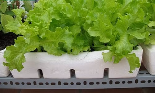 Rau xà lách lại rất dễ trồng và lớn cực nhanh. Bạn có thể trồng từ cây con hoặc ươm mầm từ những loại hạt rau giống. Lưu ý khi trồng xà lách nên chọn những nơi khô thoáng có ánh sáng trực tiếp. Ảnh: Trongraudothi.