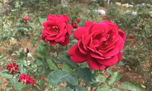 Những gốc hoa hồng được trồng trải dài trên vườn đồi, tách biệt hẳn với khu dân cư.