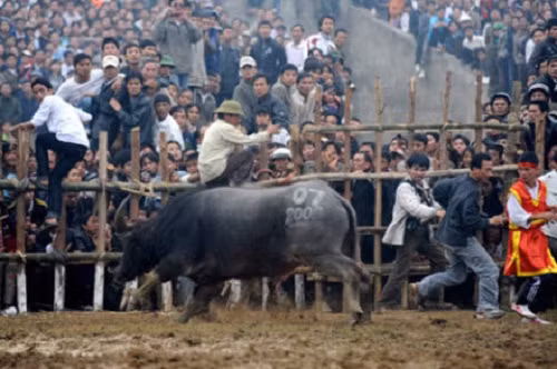 Mùa lễ hội chọi trâu Đồ Sơn 2016, giá thịt trâu vòng loại dao động từ 1 - 1,2 triệu đồng/kg. Tính sơ sơ, "ông trâu chọi" nặng khoảng 4 tạ như trâu chọi số 18 của ông Đinh Xuân Hướng, chủ trâu thu về khoảng 500 - 600 triệu đồng. Ảnh: Lao động.