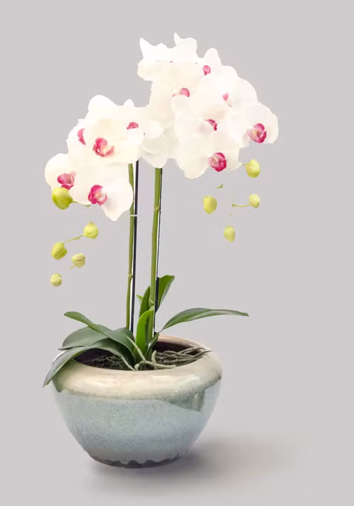 Màu trắng tinh khôi khiến lòng người mê đắm. Ảnh: Squarespace.