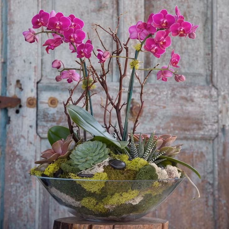 Sự kết hợp của phong lan với các loại cây cảnh phía dưới tạo nên chậu bonsai độc đáo. Ảnh: Printest.
