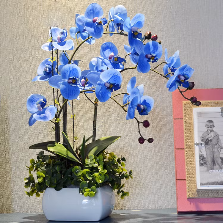 Dưới bàn tay khéo léo của nghệ nhân, phong lan sắc xanh trở thành chậu bonsai để bàn đẹp mắt. Ảnh: AliExpress.