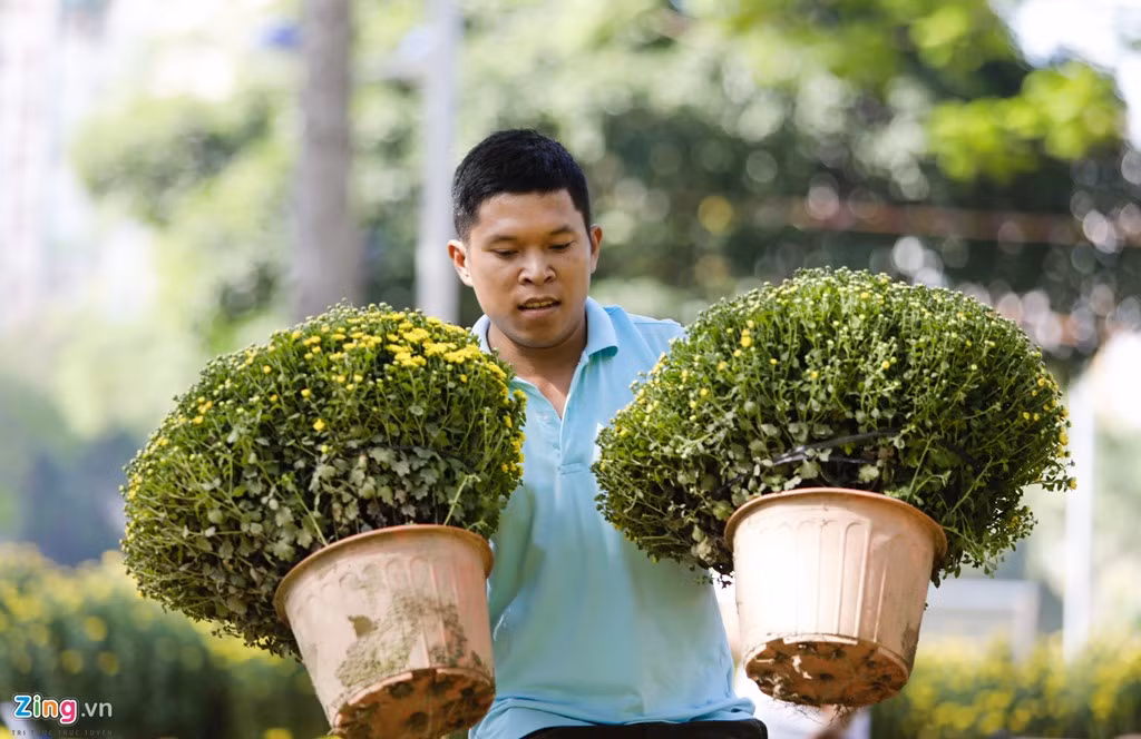 Anh Nhật Trường, nhà vườn ở Tân Mỹ Chánh (Mỹ Tho), cho biết nhà anh chuyển lên 260 chậu cúc, giá 500.000 đồng/cặp. Nếu bán hết thì lời còn không sẽ lỗ.