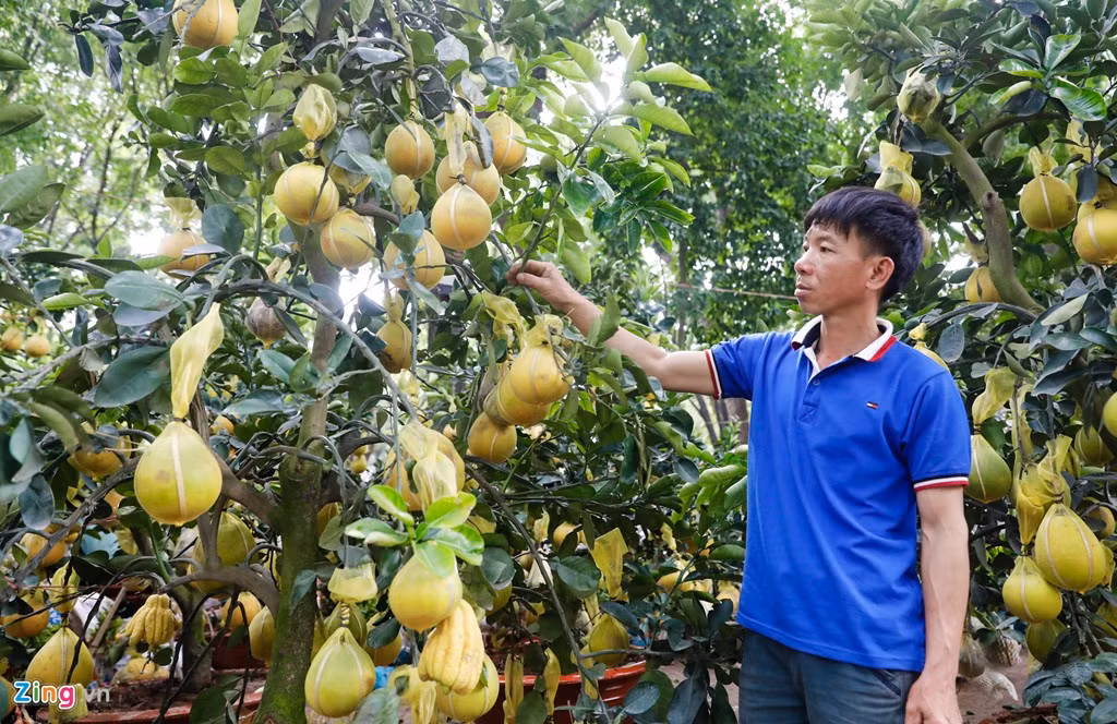 Bưởi ghép cùng phật thủ được chào giá 20 triệu đồng/cây lớn. Dự kiến khoảng 27 âm lịch trở đi khách mới ồ ạt đi mua hoa kiểng chưng tết.