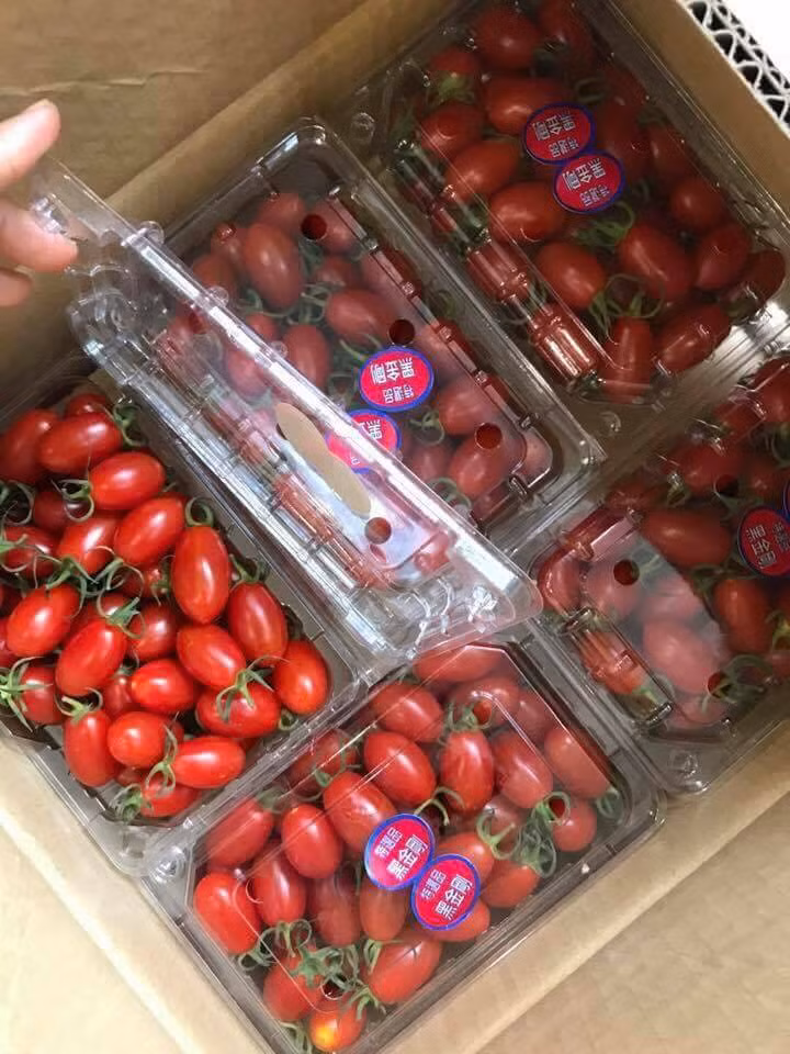 Tương tự, cà chua bi Đài Loan có giá nửa triệu đồng/kg vẫn hút khách. Ảnh: Oanhtraicay.