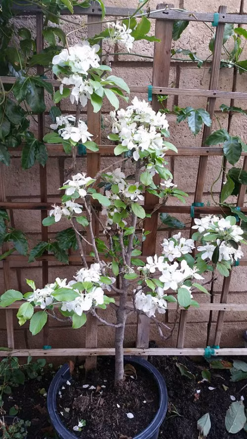 Nữ ca sĩ mát tay trồng cây nên từ hoa hồng đến hoa giấy, dạ yến thảo... đều bung nở.