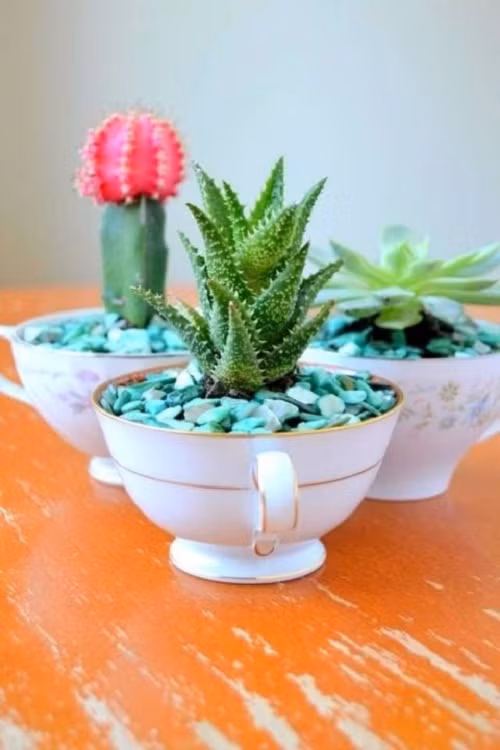 Trồng hoa đá trong chén sứ thế này mới là đúng kiểu!
