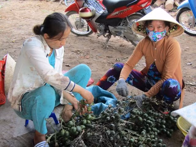 Hiện tượng người dân gom cau non bán cho thương lái cũng xảy ra tại xã Nhơn Mỹ, huyện Kế Sách, tỉnh Sóc Trăng thời gian gần đây. Ảnh: Langmoi