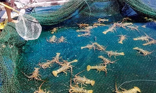 Tôm hùm phân bố từ Quảng Bình đến Bình Thuận, tập trung nhiều ở các tỉnh Khánh Hòa, Ninh Thuận và Bình Thuận. Ảnh: Foody.