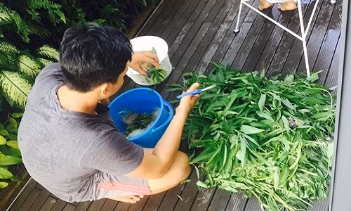 Trồng trên sân thượng nhưng rau muống của bà xã Lý Hải rất xanh tốt, mỗi lần thu hoạch được rất nhiều rau.
