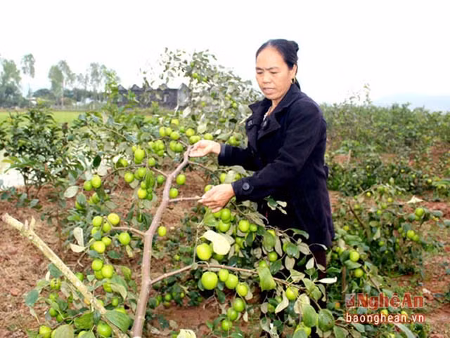 Tao “khung” ban dip Tet, thu tien trieu moi ngay-Hinh-3