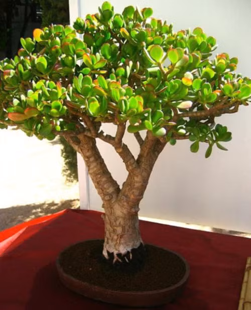 Cây cảnh "vạn người mê".