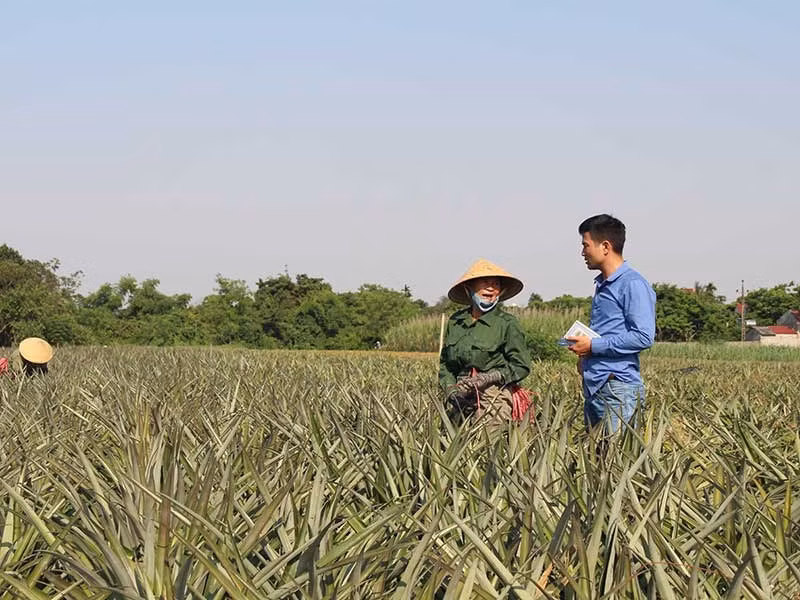 Người dân vô cùng bất ngờ vì giá dứa chưa bao giờ cao đến vậy. Hơn thế, họ còn thu gom cả những quả dứa còn xanh với giá cao. Ảnh: Plo.