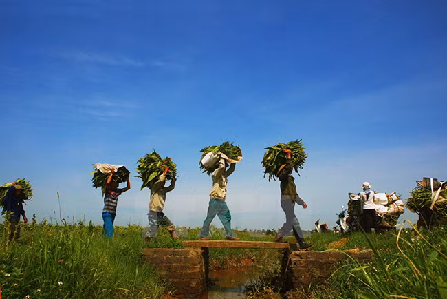 Thu hoạch thuốc lào. (Ảnh: Lâm Khánh/TTXVN)