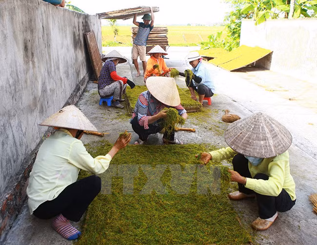 Chế biến thuốc lào. (Ảnh: Lâm Khánh/TTXVN)