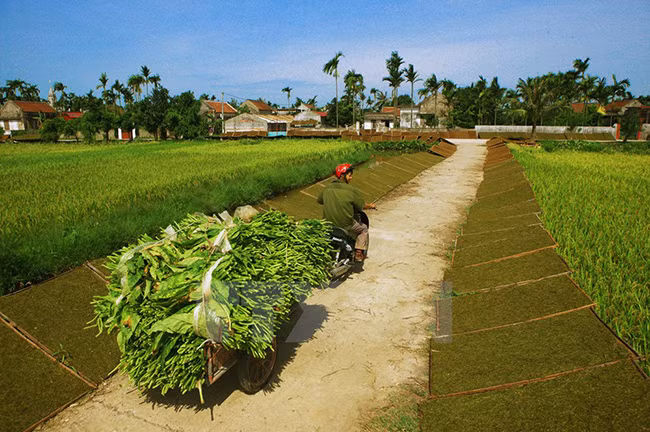 Thu hoạch thuốc lào. (Ảnh: Lâm Khánh/TTXVN)