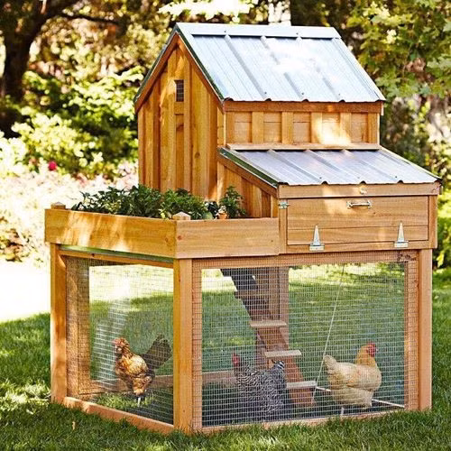 Có lẽ đây là những cô gà hạnh phúc nhất thế gian khi được sở hữu căn nhà đẹp như mơ này.