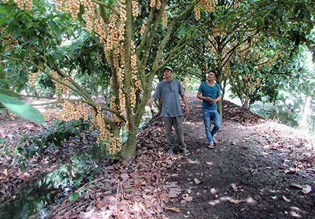 Có diện tích lớn, lại trồng quả đặc sản, nên ông Lê Minh Tâm, chủ nhân vườn dâu nảy sinh hướng làm du lịch. Ông nói, thấy khách ở địa phương có, nơi khác đến cũng có cứ xin vào xem dâu vào mùa thu hoạch, nên ông nghĩ ra hay mình làm du lịch?