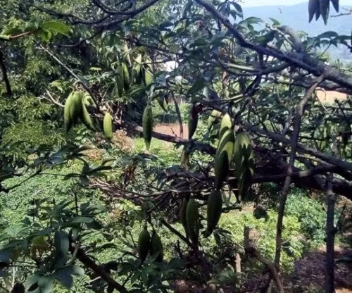 Chuyen la Ha Noi: Giua he oi buc thua chan bong gao ve dap-Hinh-3