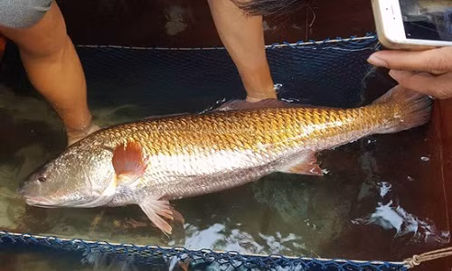 Giat minh loat ca la cuc dat do mac luoi ngu dan Viet