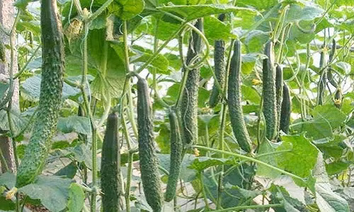 Dưa chuột Nhật quả thuôn đều, màu xanh nhạt, ruột nhỏ, ăn giòn, ngọt. Năng suất cao cho khoảng 60 - 70 tấn/ha. Ảnh: Hatgiongtot.