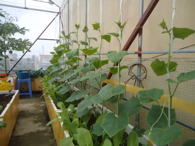 Từ 14 đến 22 ngày sau khi trồng là giai đoạn bón thúc sinh trưởng. Bón phân NPK và đạm urê. Ảnh: Rausach.
