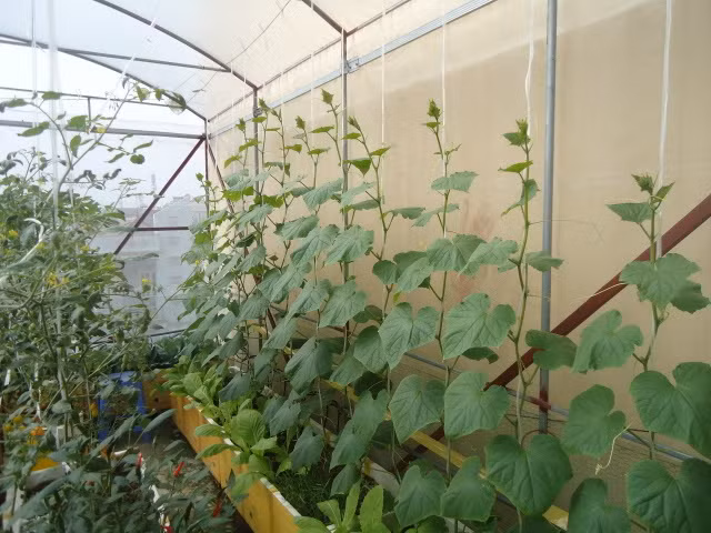 Sau 7 ngày, tưới nhử đạm urê và super lân hòa vào nước. Ảnh: Diễn Đàn Rau Sạch.