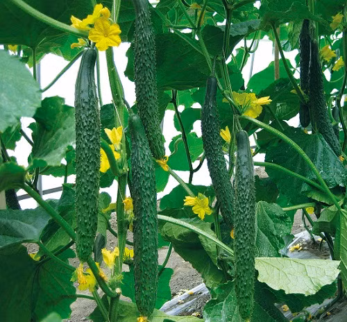 Kỹ thuật trồng dưa chuột Nhật cũng tương tự với kỹ thuật trồng dưa chuột thường. Với khả năng sinh trưởng, phát triển mạnh, kháng bệnh tốt, dưa chuột Nhật có thể trồng quanh năm. Ảnh: Hội Nuôi Trồng.
