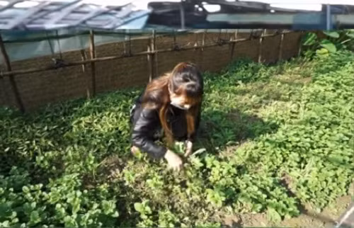 Ghé thăm vườn rau của chị Nga, bạn sẽ thấy xanh mướt một màu, từ diếp cá, cần nước...cho đến ngò. Ảnh: Youtube.