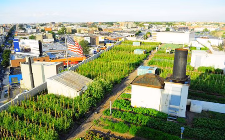 Brooklyn Grange là trang trại được Ben Flanner - một nông dân bản địa vùng Wisconsin thiết kế vào năm 2009. (Ảnh: Dân Việt)
